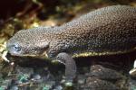 California Newt, (Taricha torosa), Salamandridae, Salamander, AASV01P03_14