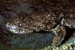 Skin, Chinese Giant Salamander, (Andrias davidianus), Cryptobranchidae, highly endangered, AASV01P03_16