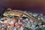 Eastern Newt, (Notophthalmus viridescens), Salamandridae, Salamander, AASV01P03_19