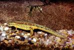 Eastern Newt, (Notophthalmus viridescens), Salamandridae, Salamander, AASV01P04_01