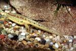 Eastern Newt, (Notophthalmus viridescens), Salamandridae, Salamander, AASV01P04_03