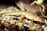 Eastern Newt, (Notophthalmus viridescens), Salamandridae, Salamander, AASV01P04_08