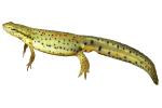 Eastern Newt, (Notophthalmus viridescens), Salamandridae, Salamander, photo-object, object, cut-out, cutout, AASV01P04_09F