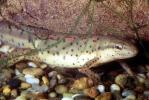 Eastern Newt, (Notophthalmus viridescens), Salamandridae, Salamander, AASV01P04_11