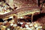 Eastern Newt, (Notophthalmus viridescens), Salamandridae, Salamander, AASV01P04_12