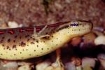 Eastern Newt, (Notophthalmus viridescens), Salamandridae, Salamander, AASV01P04_13