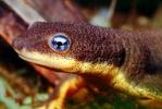 California Newt, (Taricha torosa), Salamandridae, Salamander, AASV01P04_17