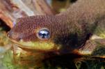 California Newt, (Taricha torosa), Salamandridae, Salamander, AASV01P04_19