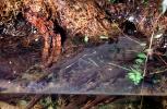 California Newt, (Taricha torosa), Salamandridae, Salamander, AASV01P05_08