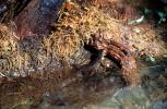 California Newt, (Taricha torosa), Salamandridae, Salamander, AASV01P05_10