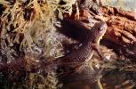 California Newt, (Taricha torosa), Salamandridae, Salamander, AASV01P05_11