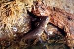 California Newt, (Taricha torosa), Salamandridae, Salamander, AASV01P05_13