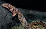 Chinese Giant Salamander, (Andrias davidianus), Cryptobranchidae, highly endangered, AASV01P06_04