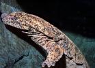 Skin, Chinese Giant Salamander, (Andrias davidianus), Cryptobranchidae, highly endangered
