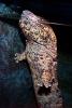Chinese Giant Salamander, (Andrias davidianus), Cryptobranchidae, highly endangered, AASV01P06_06