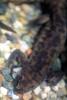 Spanish Ribbed Newt, (Pleurodeles waltl), Salamandridae, Salamander
