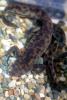 Spanish Ribbed Newt, (Pleurodeles waltl), Salamandridae, Salamander, AASV01P06_15