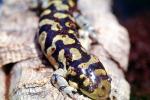 Tiger Salamander, AASV01P07_02