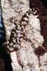 Tiger Salamander, Ambystoma tigrinum mavortium, AASV01P07_03