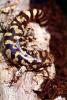 Tiger Salamander, Ambystoma tigrinum mavortium, AASV01P07_04