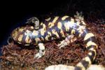 Tiger Salamander, Ambystoma tigrinum mavortium