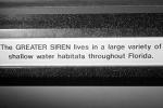 Greater Siren, (Siren lacertina), Sirenidae