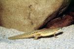 Eastern Newt, (Notophthalmus viridescens), Salamandridae, Salamander, AASV01P08_08