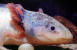 Face, eyes, Lungs, Mexican Axolotl, (Ambystoma mexicanum), Ambystomatidae