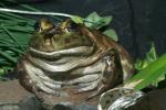 North American Bull Frog, (Rana catesbeiana), Ranidae , AATD01_002