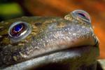 Face, eyes, African Clawed Frog, (Xenopus laevis), Pipidae, clam, Pareidolia, AATD01_004