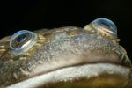 Face, eyes, African Clawed Frog, (Xenopus laevis), Pipidae, AATD01_005