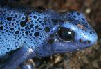 Blue Poison Dart Frog, (Dendrobates azureus), Okopipi, AATD01_011