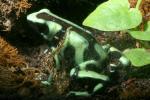 Poison Dart Frog, AATD01_014