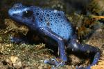 Blue Poison Dart Frog, (Dendrobates azureus), Okopipi, AATD01_017