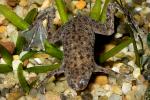 Western Dwarf Clawed Frog, (Hymenochirus curtipes), Pipidae, AATD01_018