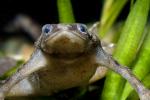 Western Dwarf Clawed Frog, (Hymenochirus curtipes), Pipidae, AATD01_021