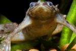 Western Dwarf Clawed Frog, (Hymenochirus curtipes), Pipidae, AATD01_022