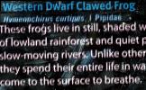 Western Dwarf Clawed Frog