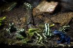Green and Black Dart Frog, (Dendrobates auratus), Dendrobatidae, AATD01_024