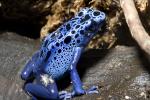 Blue Poison Dart Frog, (Dendrobates azureus), Okopipi, AATD01_027
