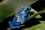 Blue Poison Dart Frog, (Dendrobates azureus), Okopipi, AATD01_028