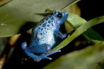 Blue Poison Dart Frog, (Dendrobates azureus), Okopipi, AATD01_029