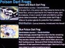 Blue Poison Dart Frog, AATD01_030