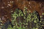 Vietnamese Mossy Frog, (Theloderma corticale), [Rhacophoridae], AATD01_034