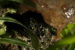 Vietnamese Mossy Frog, (Theloderma corticale), [Rhacophoridae]