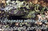 Vietnamese Mossy Frog, (Theloderma corticale), [Rhacophoridae], AATD01_038