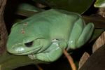 Giant Tree Frog, Polypaedates sp, AATD01_039
