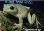 Giant Tree Frog, Polypaedates sp, AATD01_042