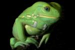 Waxy Monkey Frog, (Phyllomedusa sauvagii), Hylidae, Phyllomedusinae, Arboreal, Lissamphibia, AATD01_043