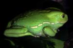 Waxy Monkey Frog, (Phyllomedusa sauvagii), Hylidae, Phyllomedusinae, Arboreal, Lissamphibia, AATD01_044